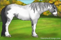 Horse Color:White Spotted Blue Roan Frame 