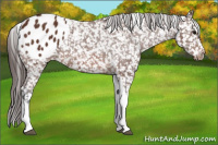 Horse Color:Bay Tobiano Appaloosa 