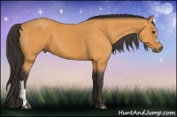 Horse Color:Buckskin 