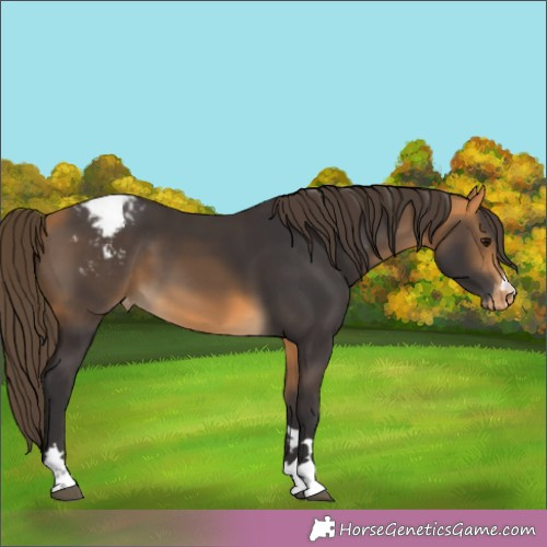 Horse Color:Buckskin Blanket 