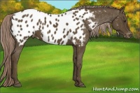 Horse Color:Chocolate Palomino Sabino Near Leopard Rabicano 