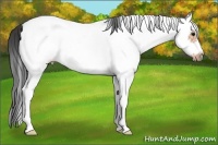 Horse Color:White Spotted Bay Splash Frame