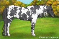 Horse Color:White Spotted Black Blanket 