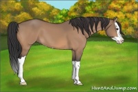Horse Color:Bay Dun Splash 