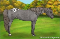 Horse Color:Smoky Black Sabino Appaloosa 