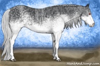 Horse Color:White Spotted Silver Blue Chinchilla Roan Rabicano  Brindle
