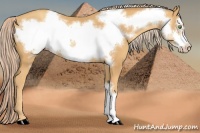 Horse Color:Gold Cream Champagne Frame 