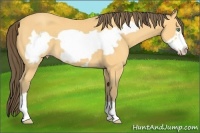 Horse Color:Amber Cream Champagne Frame