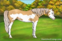 Horse Color:Gold Cream Champagne Splash Frame 