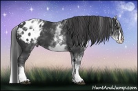 Horse Color:White Spotted Black Splash Appaloosa 