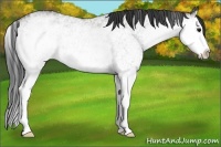 Horse Color:White Spotted Grullo Splash 