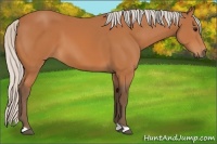 Horse Color:Silver Bay 