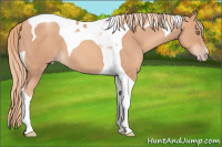 Horse Color:Gold Champagne Tobiano 
