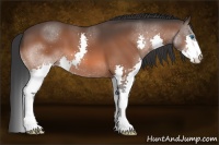 Horse Color:Bay Splash 
