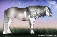 Horse Color:Gray Brown Splash Rabicano 