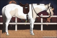 Horse Color:Amber Champagne Dun Tobiano 