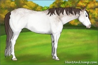 Horse Color:White Spotted Classic Champagne Splash 
