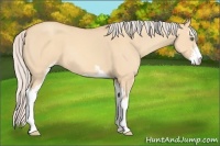 Horse Color:Silver Amber Champagne Dun Sabino 