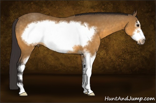 Horse Color: Buckskin Sabino Frame 
