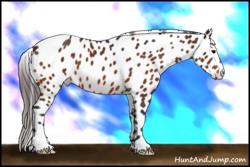 Horse Color: Bay Leopard 