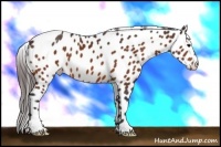 Horse Color:Bay Appaloosa