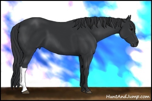 Horse Color: Black 