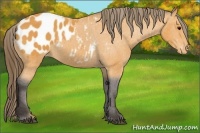Horse Color:Buckskin Blanket 