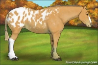 Horse Color:Watercolor Chestnut Appaloosa 