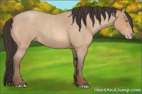 Horse Color:Amber Champagne Roan 