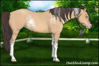 Horse Color:White Spotted Amber Champagne 