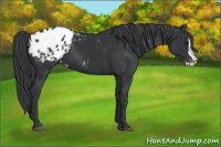 Horse Color:Black Splash Appaloosa 