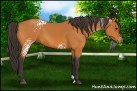 Horse Color:White Spotted Buckskin 
