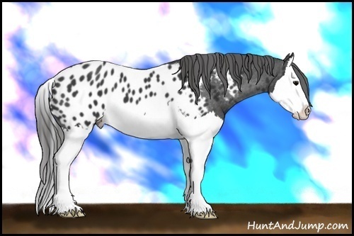 Horse Color: Black Splash Blanket 