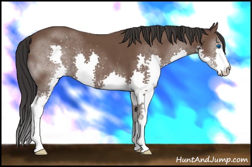 Horse Color: Bay Splash 