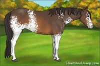 Horse Color:White Spotted Buckskin 