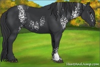 Horse Color:White Spotted Black 