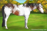 Horse Color:White Spotted Bay 