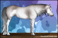 Horse Color:Gray Bay Splash Frame 