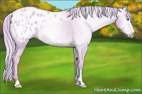 Horse Color:Gray Watercolor Gold Cream Champagne Dun Tobiano Appaloosa 