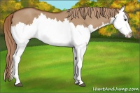 Horse Color:Red Dun Splash 