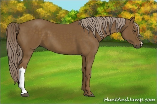 Horse Color:Chocolate Palomino
