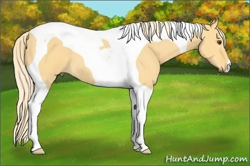 Horse Color: Palomino Dun Tobiano 