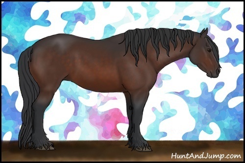 Horse Color: Bay 