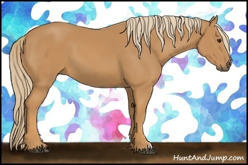 Horse Color: Unknown 