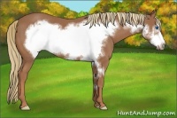 Horse Color:Chestnut Frame