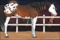 Horse Color:Bay Splash Blanket 