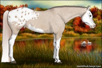 Horse Color:Red Dun Splash Appaloosa 