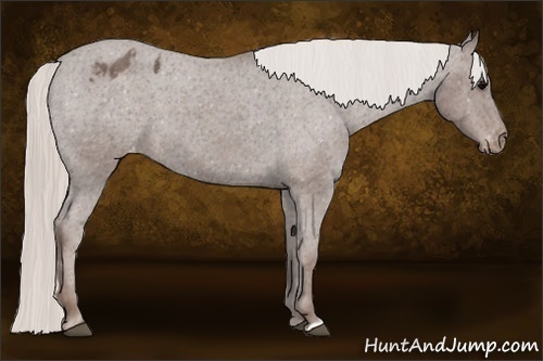 Horse Color:Silver Blue Roan Blanket 