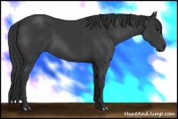 Horse Color:Black 