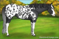 Horse Color:Black Splash Appaloosa 